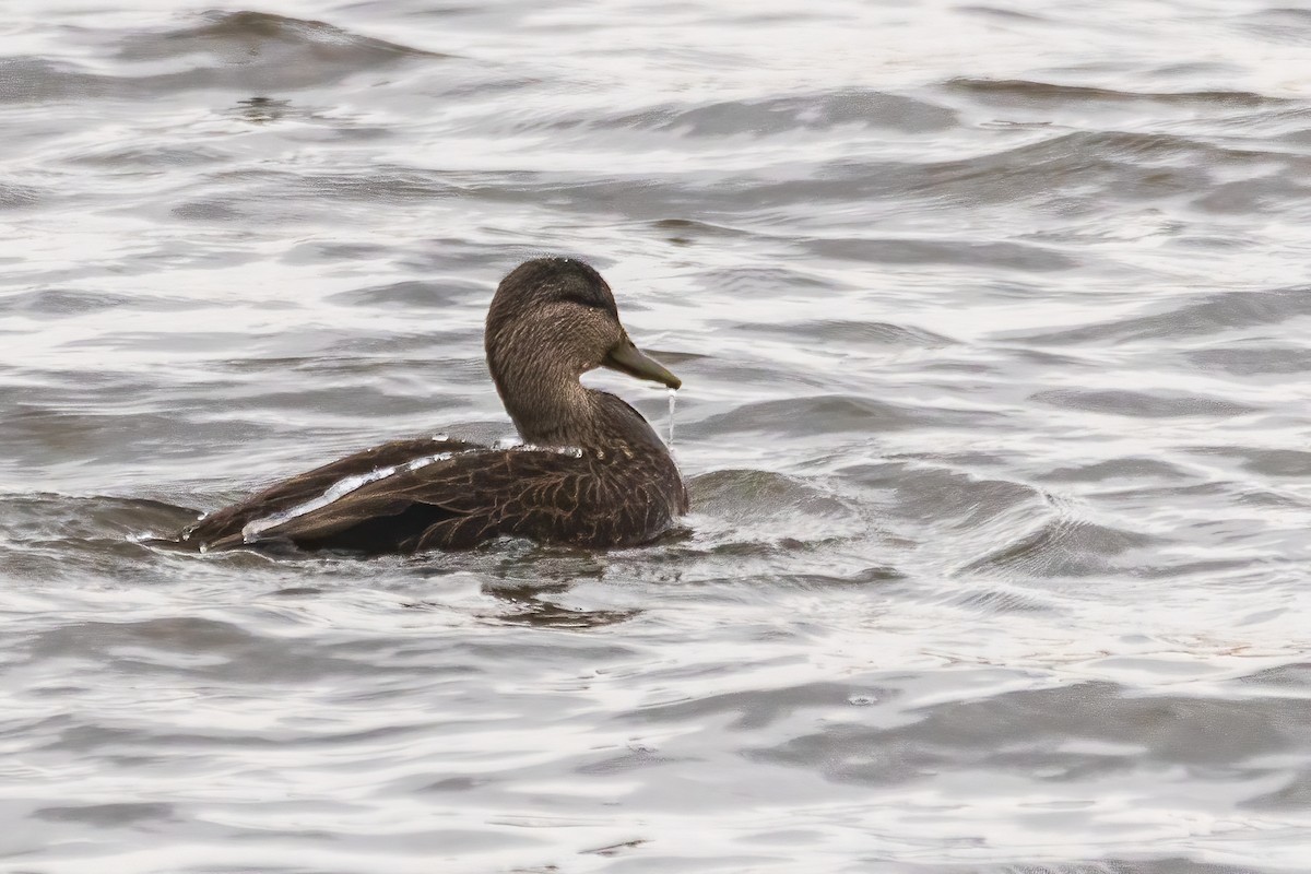 rødfotand - ML646761947