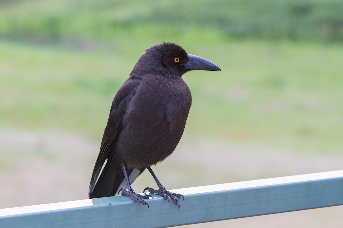 Black Currawong - ML646761951