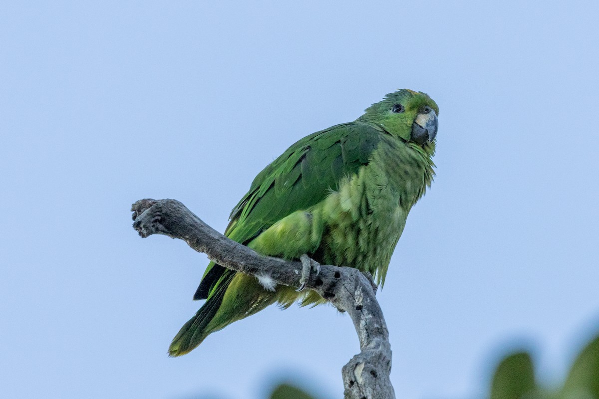 Scaly-naped Amazon - ML646761959