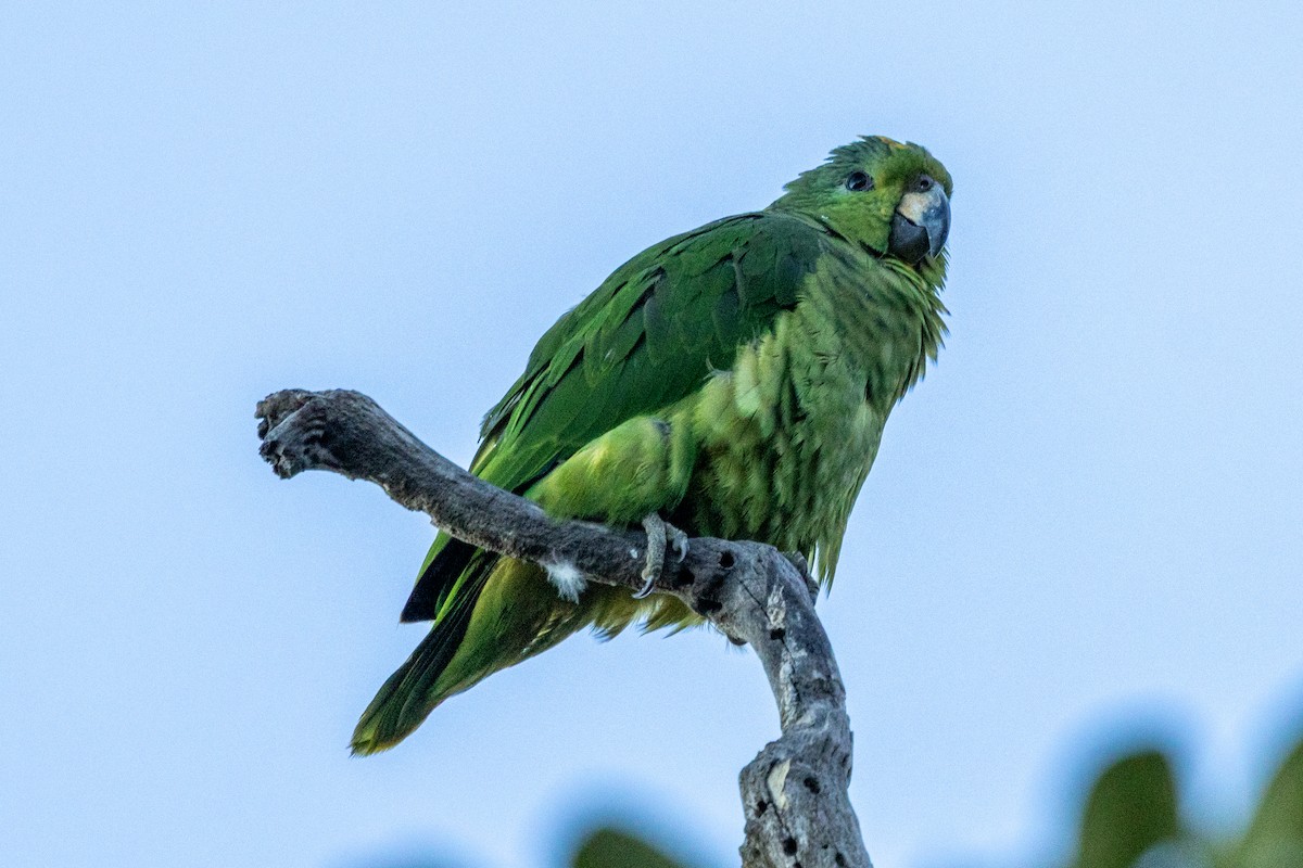 Scaly-naped Amazon - ML646761960
