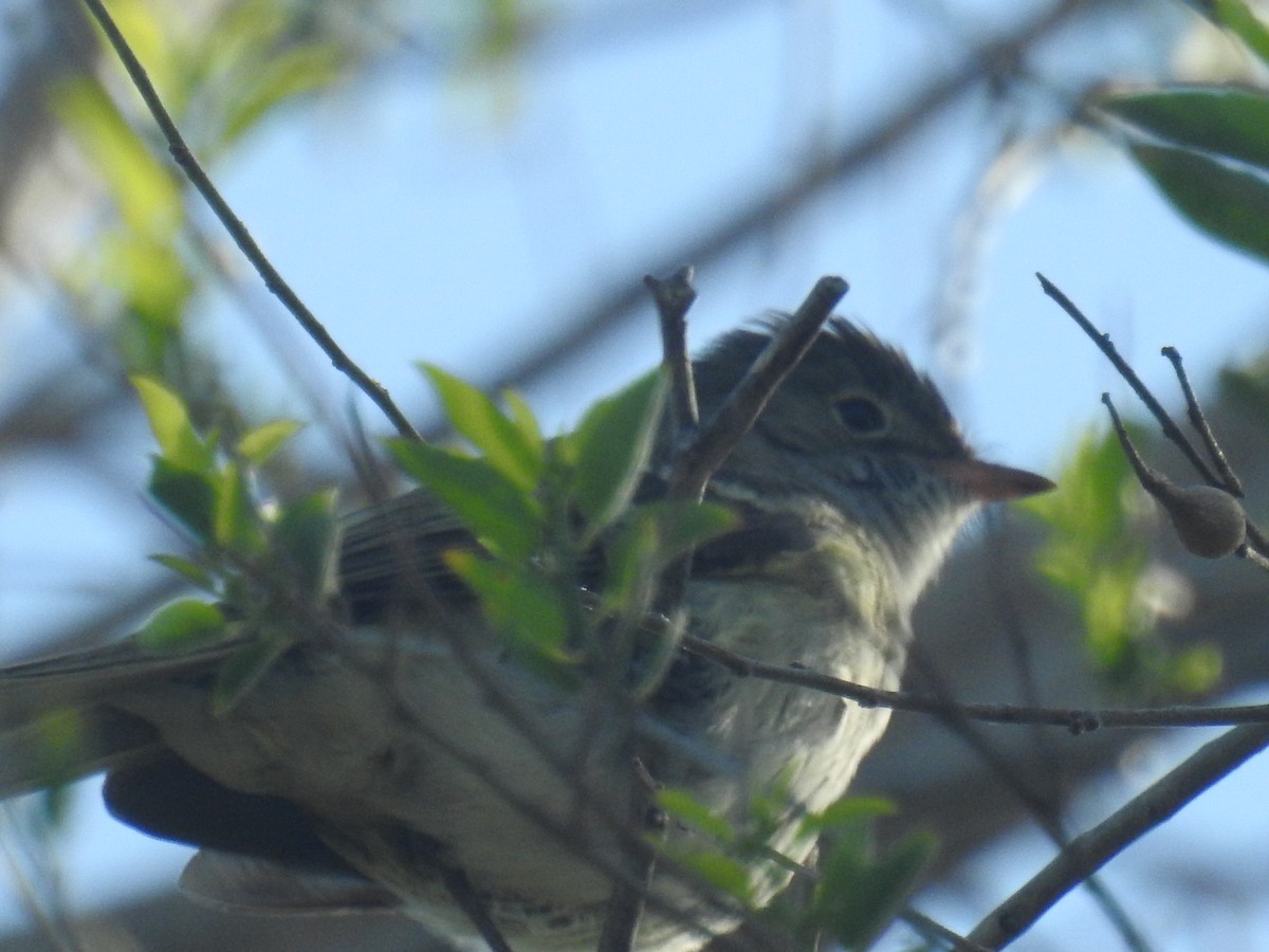 メジロシラギクタイランチョウ - ML646761962