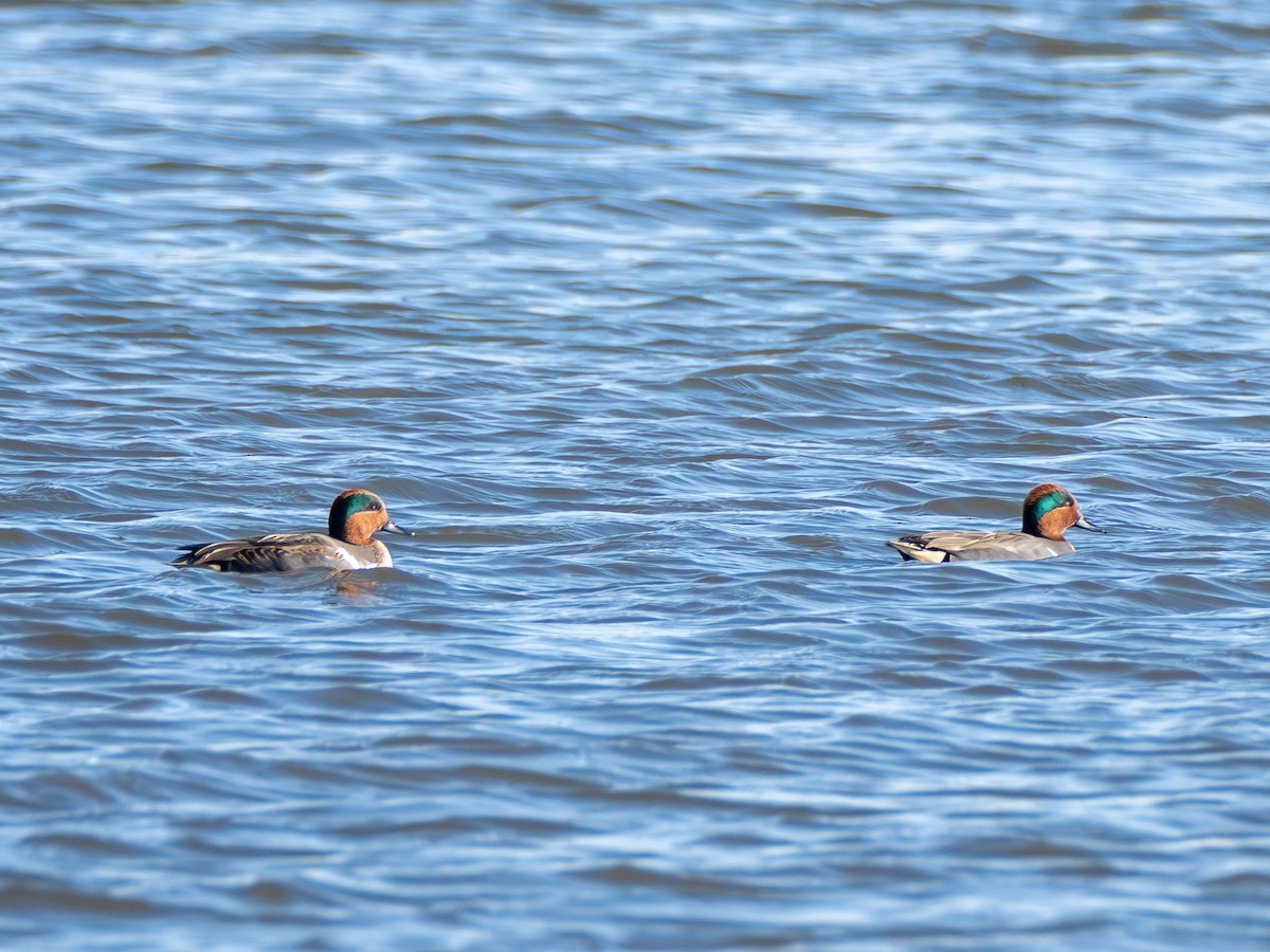 Green-winged Teal - ML646761963