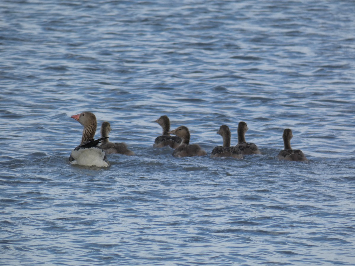 Oie cendrée - ML646761966