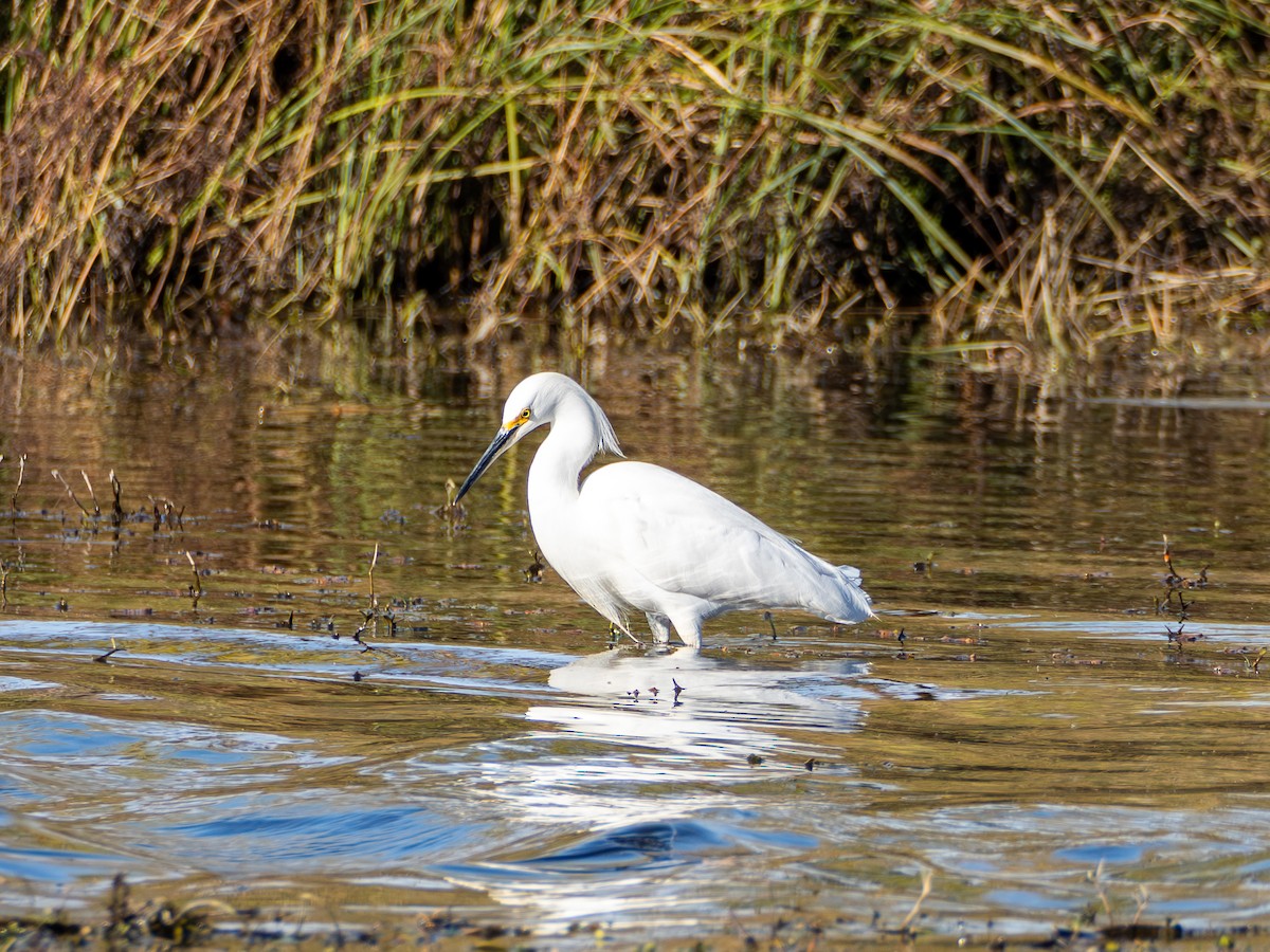 Snowy Egret - ML646761967