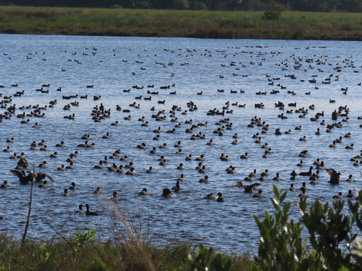 Amerika Mekesi - ML646761971