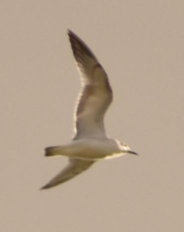 Mediterranean Gull - ML646761973