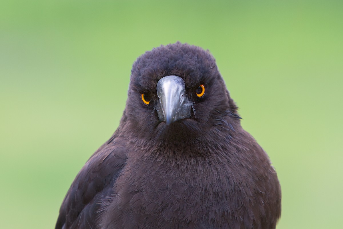 Black Currawong - ML646761974