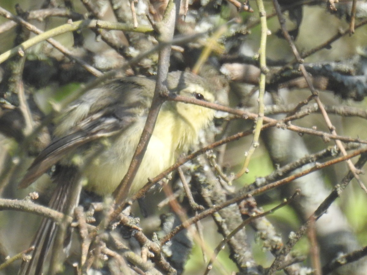 セキレイタイランチョウ - ML646761975