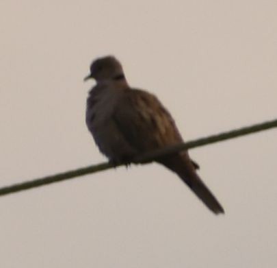 hrdlička zahradní - ML646761978