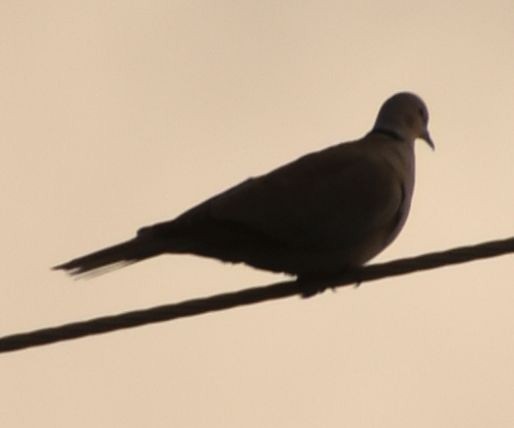 hrdlička zahradní - ML646761979