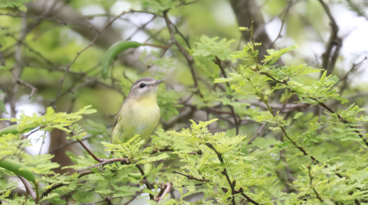 Philadelphia Vireo - ML646761980