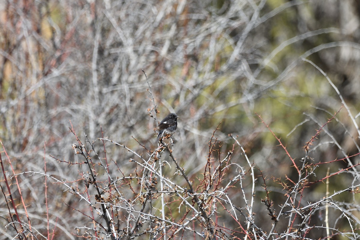 Black Redstart - ML646761984