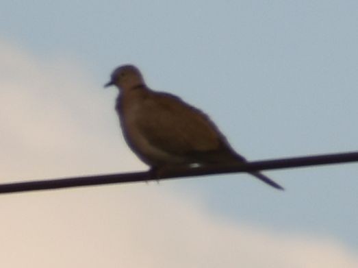 hrdlička zahradní - ML646761986