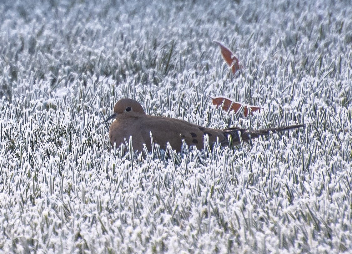 Плачущая горлица - ML646762001