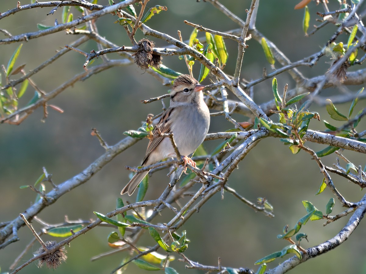 Карнатка білоброва - ML646762015