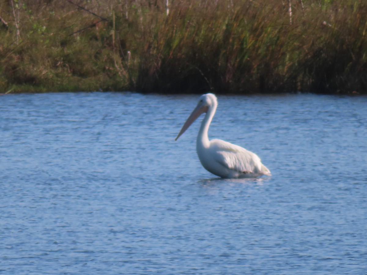 Amerika Pelikanı - ML646762017