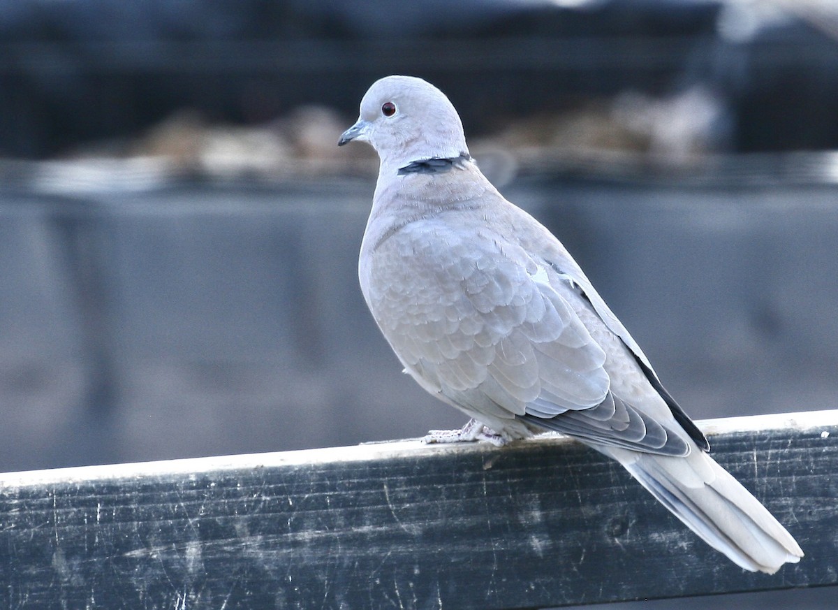 hrdlička zahradní - ML646762022