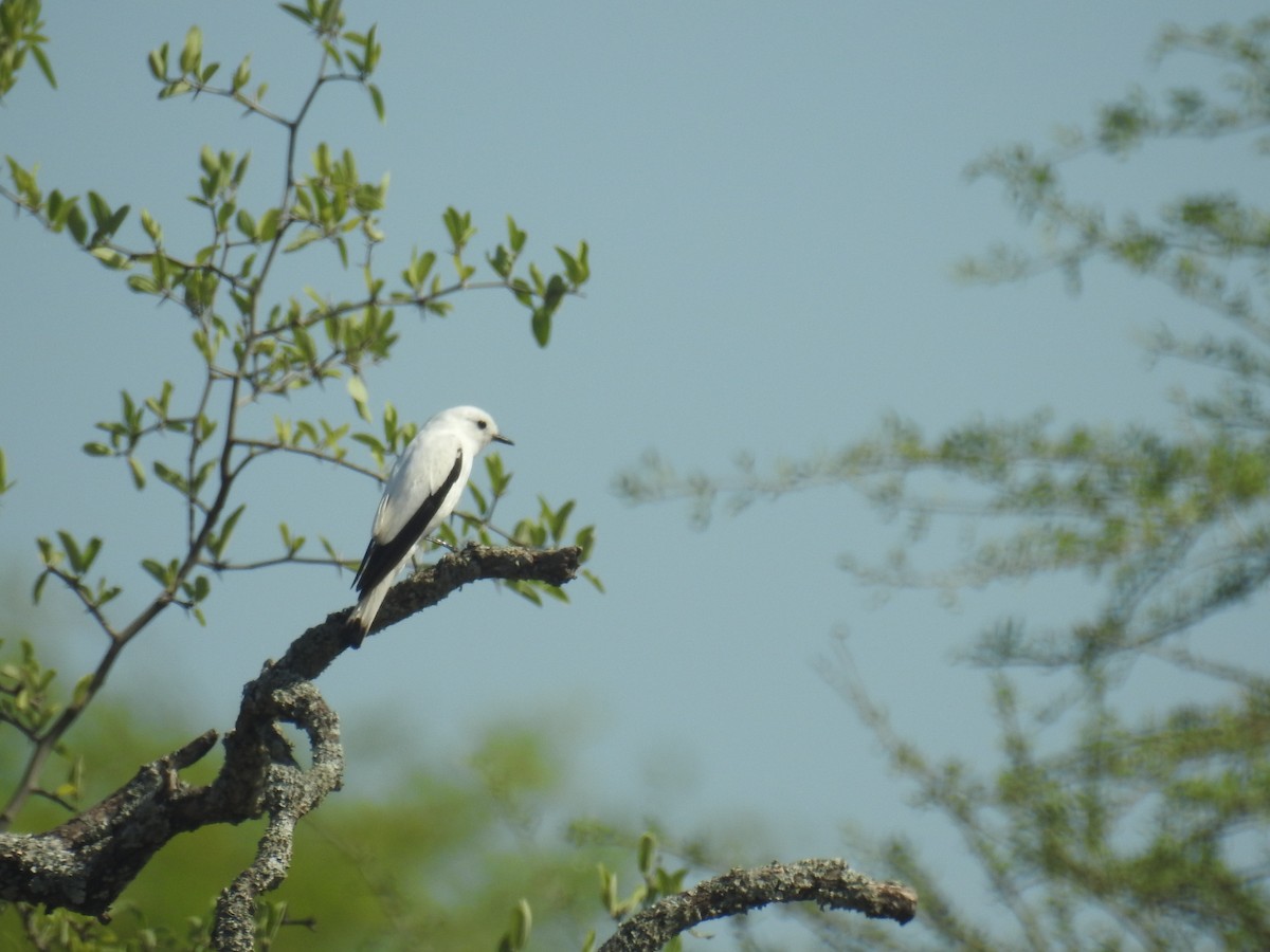 シロタイランチョウ - ML646762024