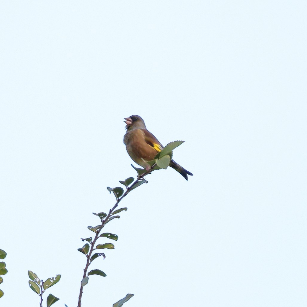Oriental Greenfinch - ML646762029