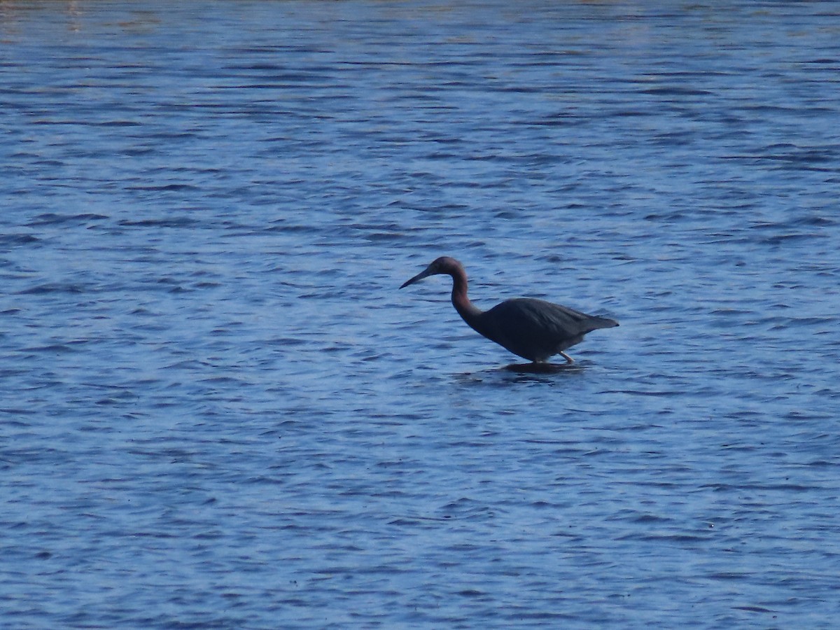 Kızılca Balıkçıl - ML646762031