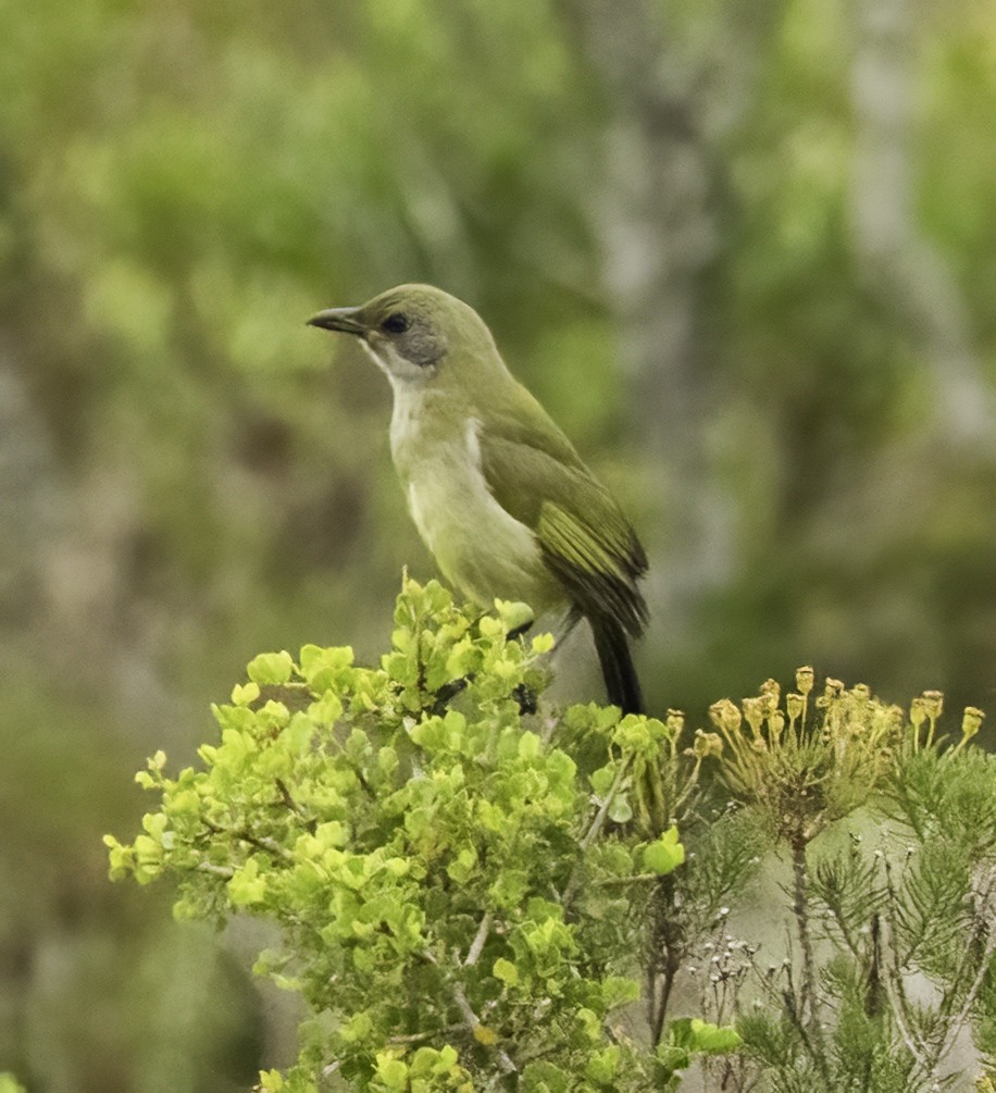 Bokmakierie (Southern) - ML646762042