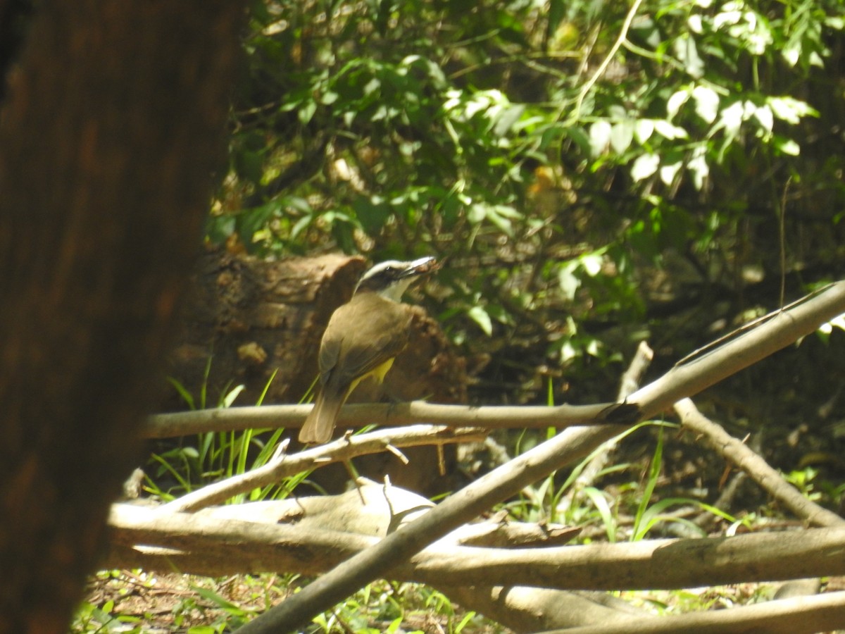 キバラオオタイランチョウ - ML646762048