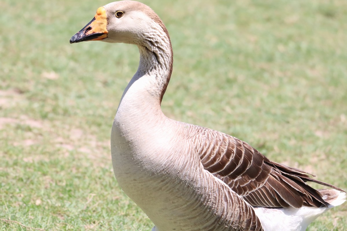 Greater White-fronted Goose - ML646762049