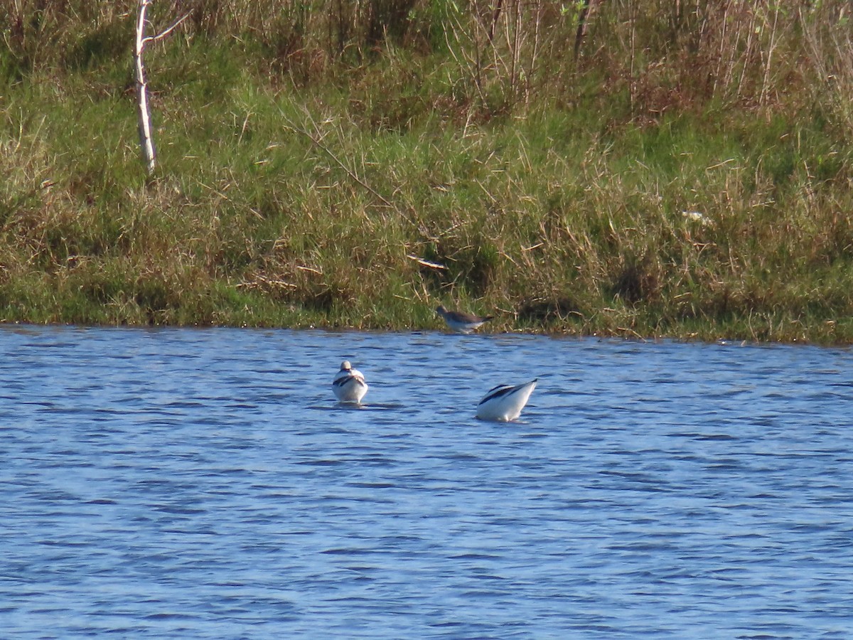 Kızıl Kılıçgaga - ML646762051