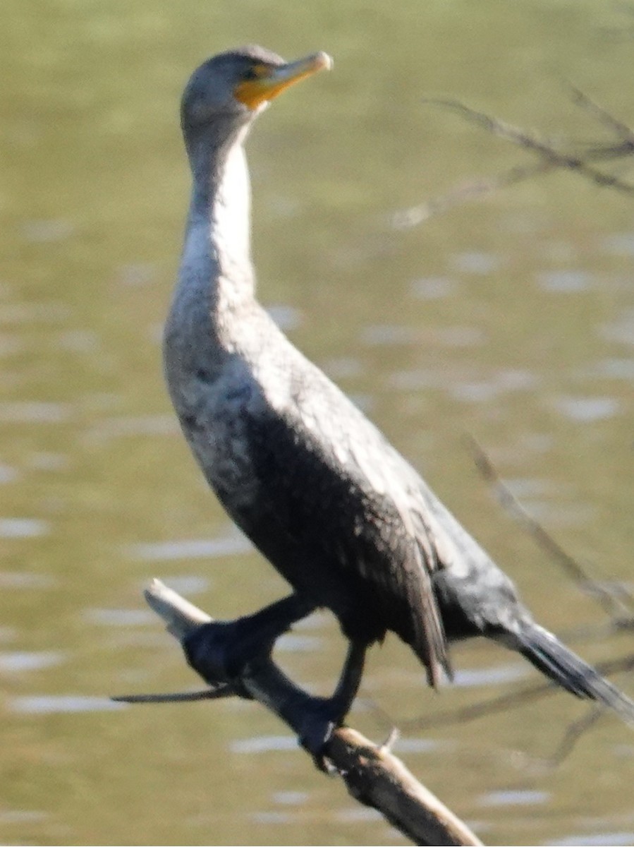 totoppskarv - ML646762058