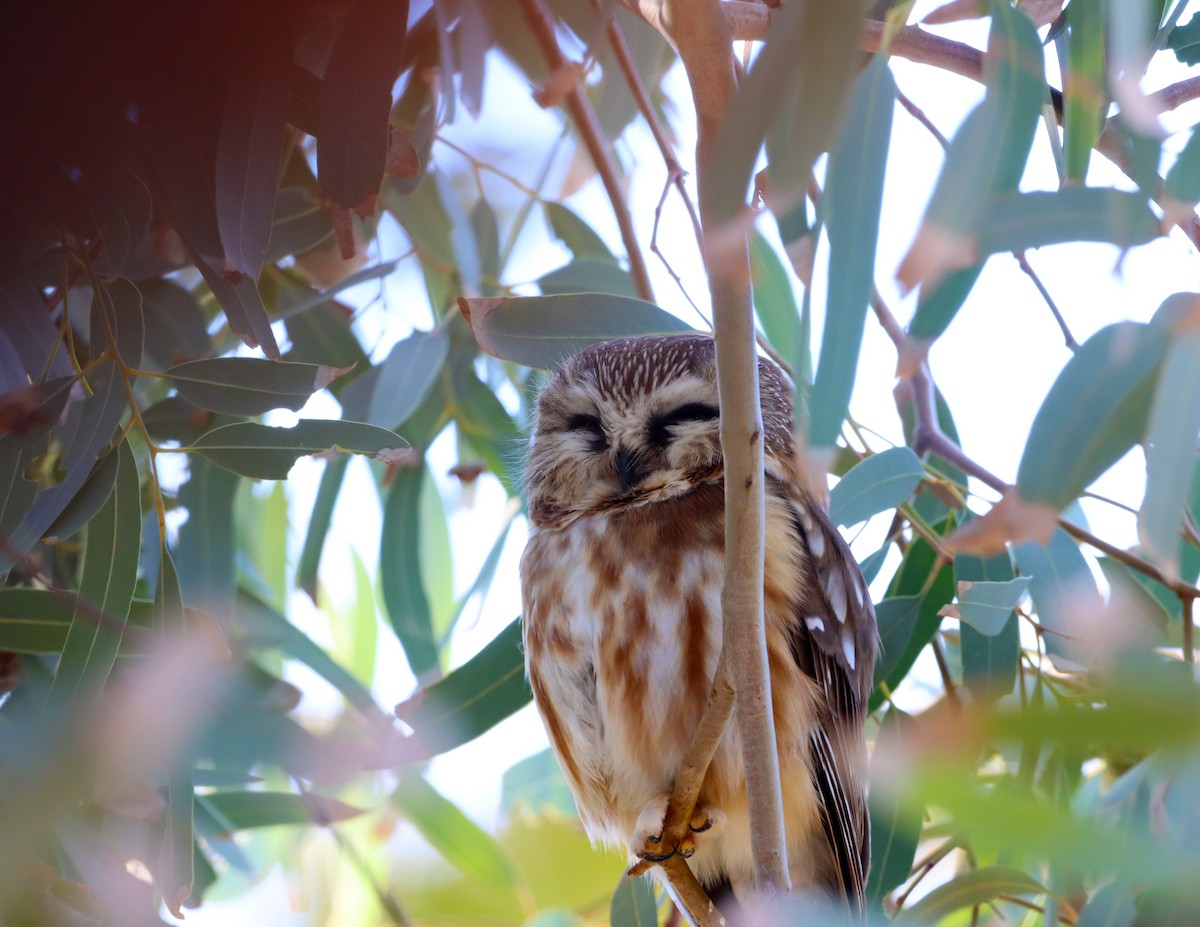 Mochuelo Cabezón - ML646762063