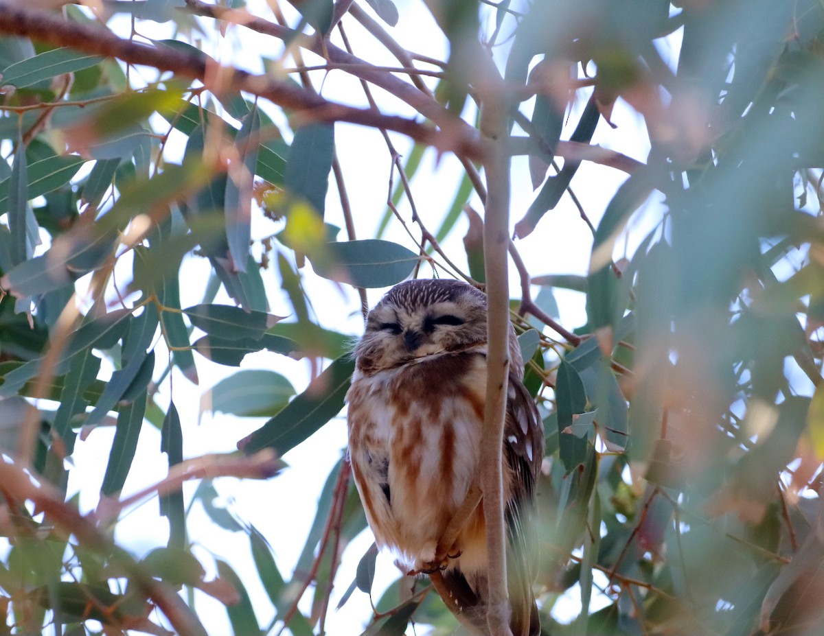 Mochuelo Cabezón - ML646762064