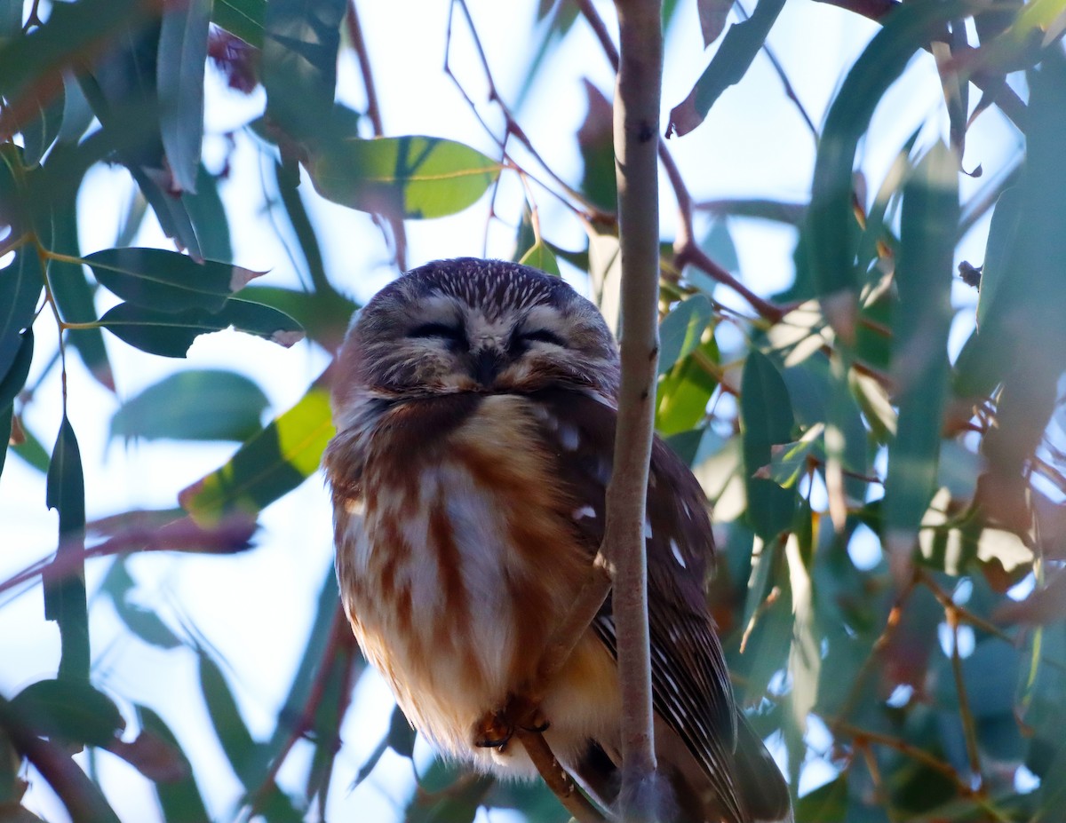 Mochuelo Cabezón - ML646762065