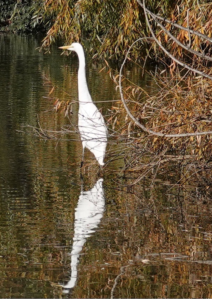 Great Egret - ML646762067