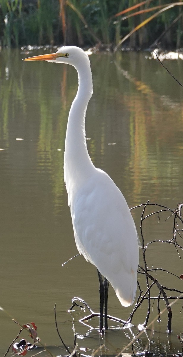 Great Egret - ML646762068