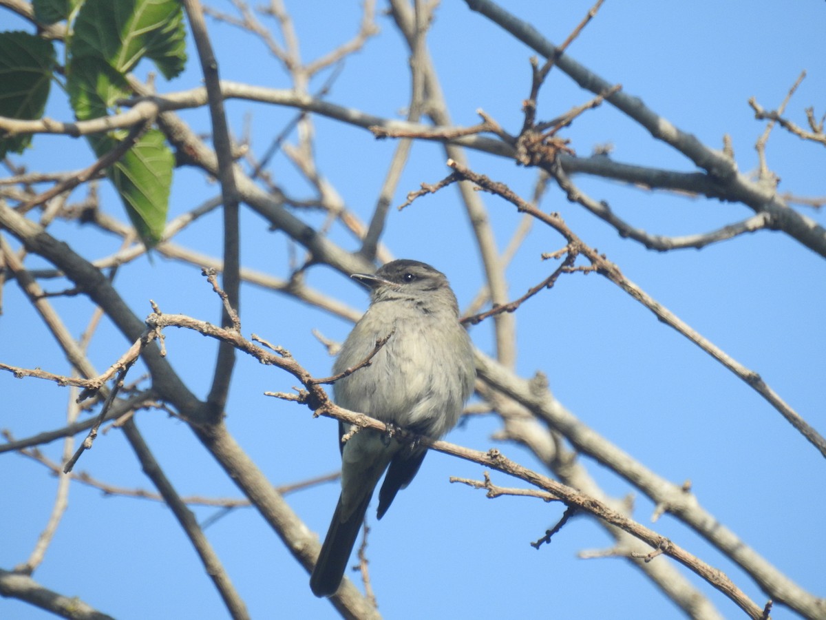 ハイイロキカムリタイランチョウ - ML646762069