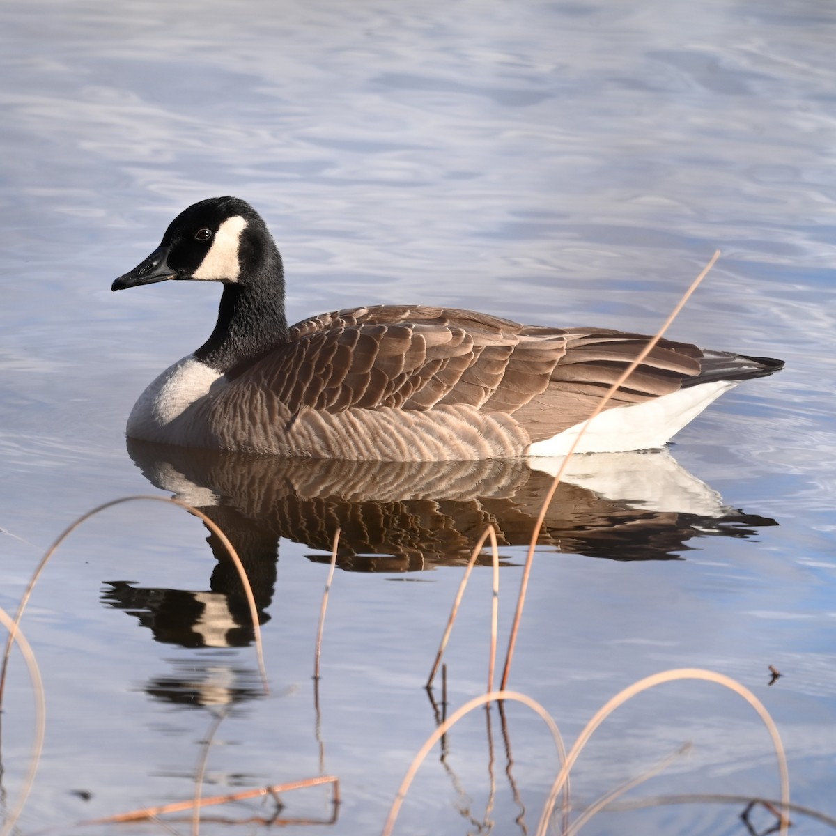 Barnacla Canadiense Grande - ML646762071