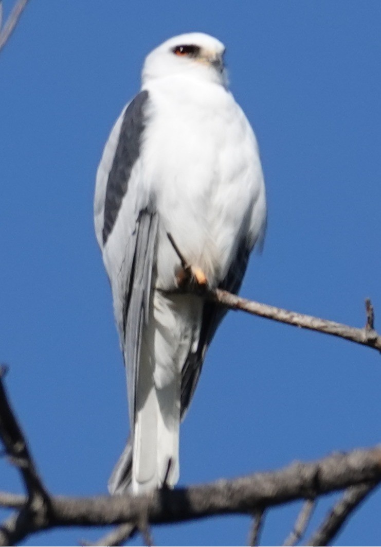White-tailed Kite - ML646762072