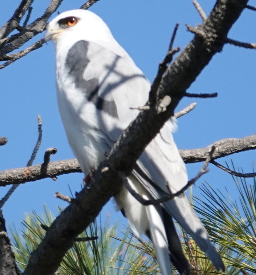 White-tailed Kite - ML646762073