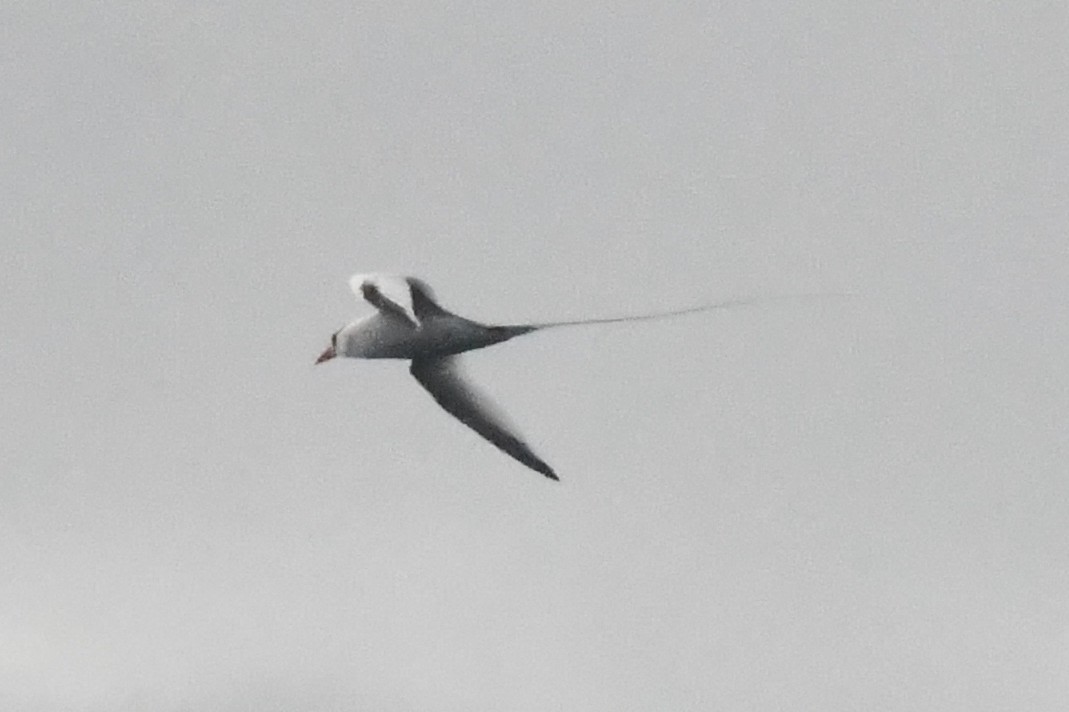 Red-billed Tropicbird - ML646762078