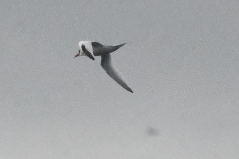 Red-billed Tropicbird - ML646762080