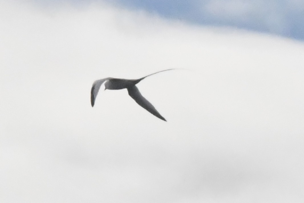 Red-billed Tropicbird - ML646762081