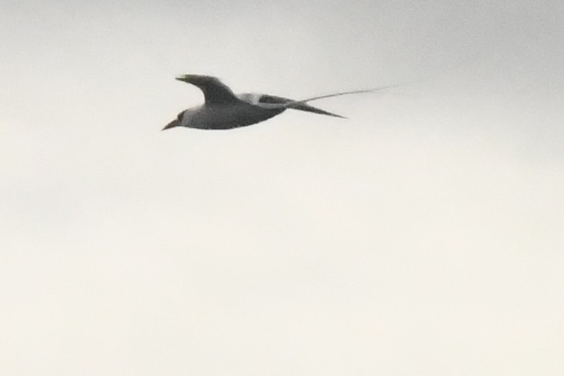 Red-billed Tropicbird - ML646762082