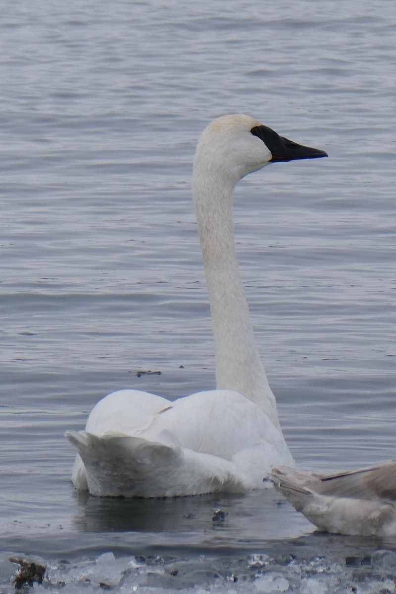 Trumpeter Swan - ML646762084