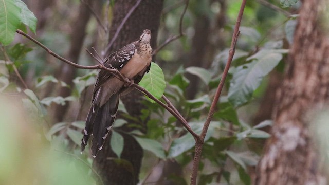 Таязура-клинохвіст велика - ML646762085
