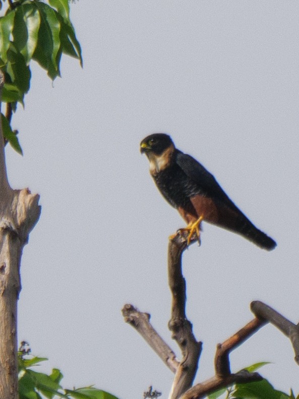 コウモリハヤブサ - ML646762087