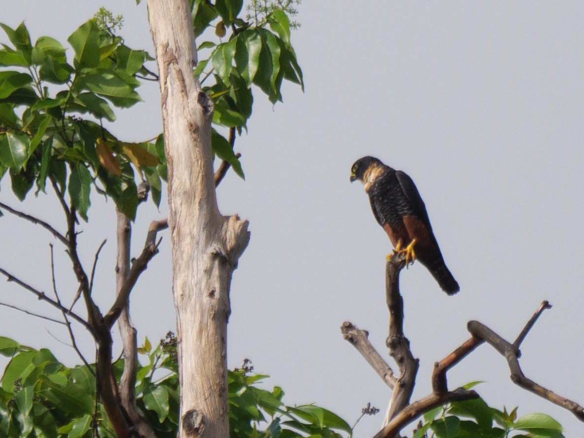 コウモリハヤブサ - ML646762088