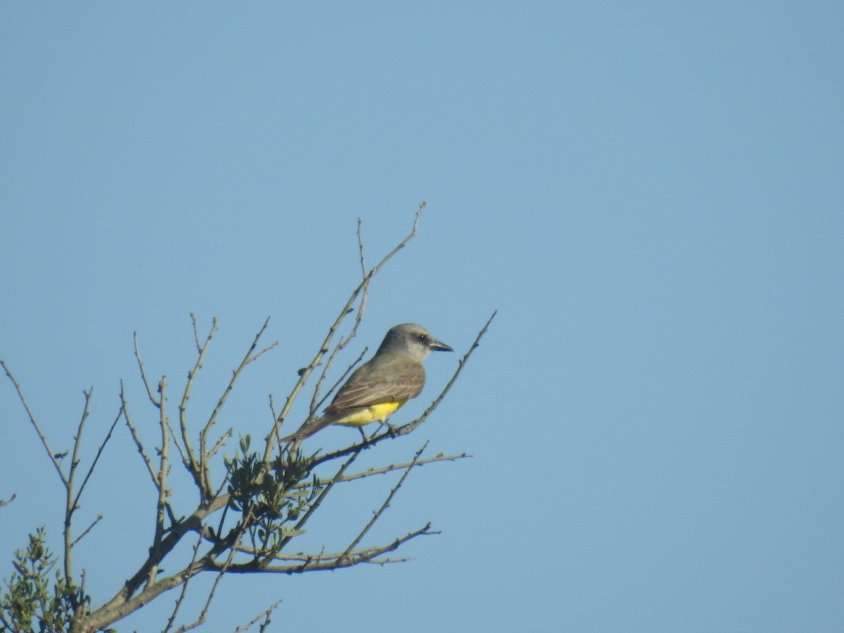 オリーブタイランチョウ - ML646762089