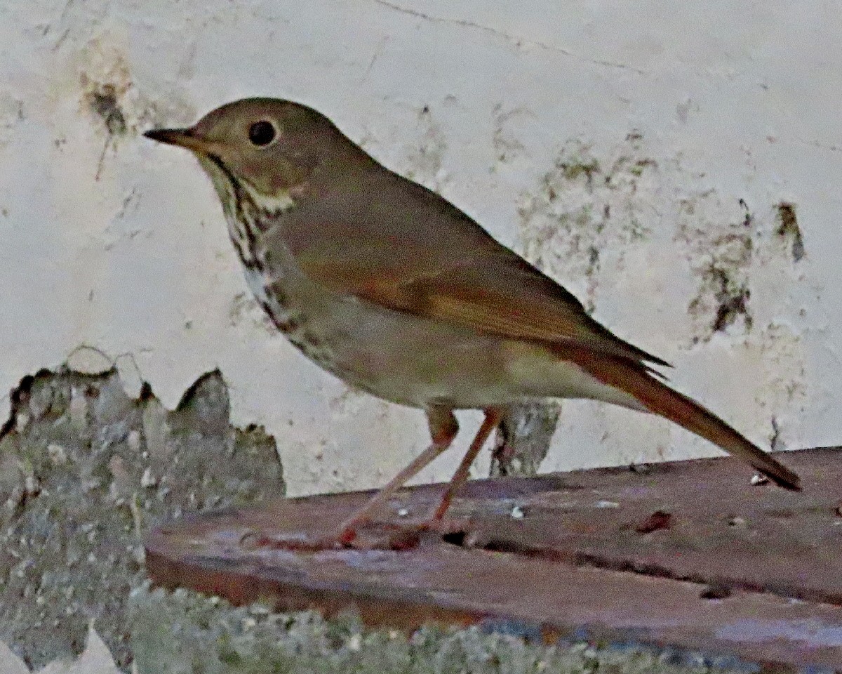 Hermit Thrush - ML646762090