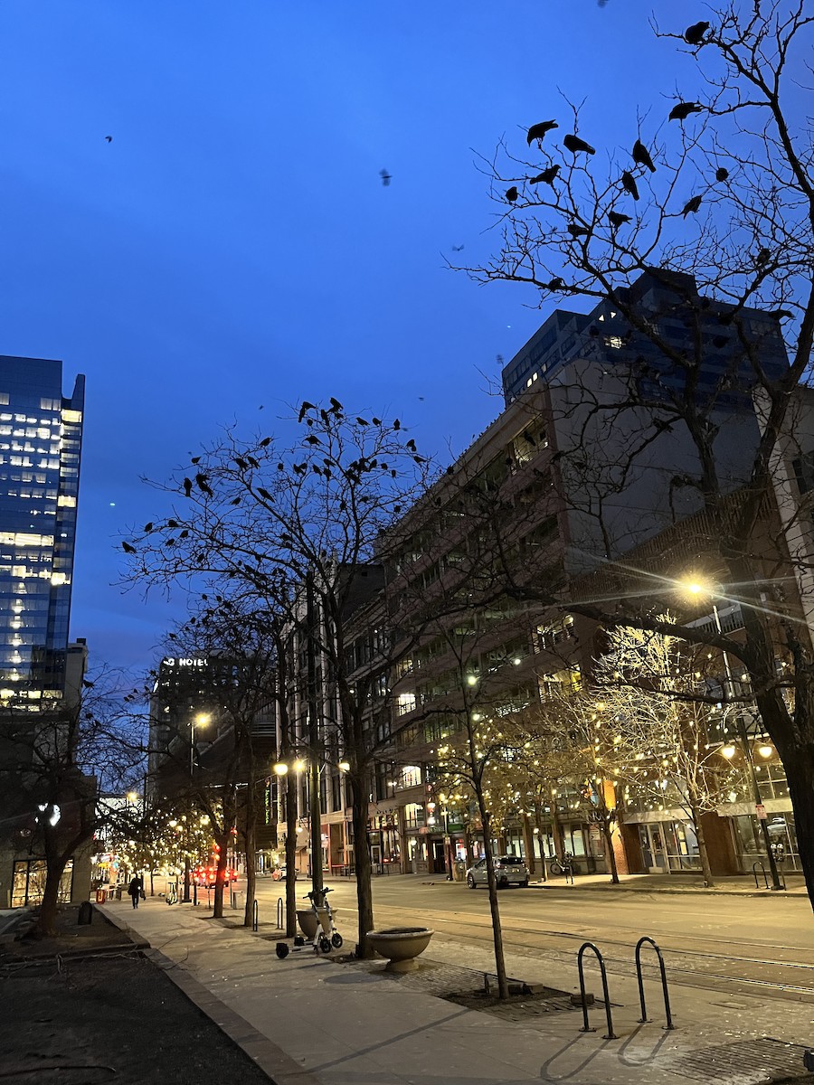 Amerika Kargası - ML646762092