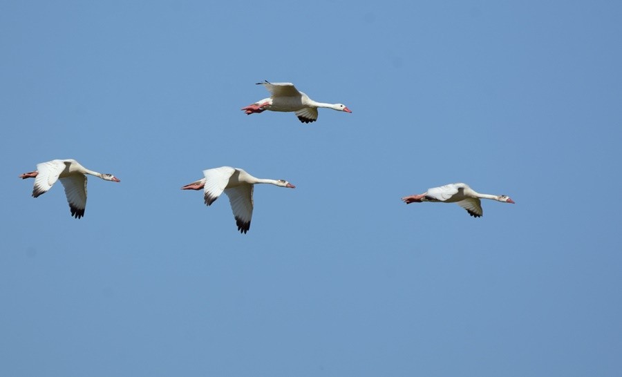 Coscoroba Swan - ML646762093